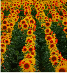 sunflowers_output.jpg