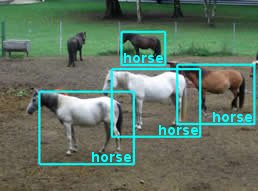 horses