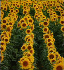sunflowers.jpg