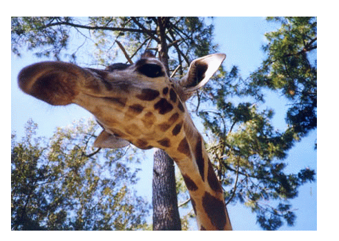 girafe